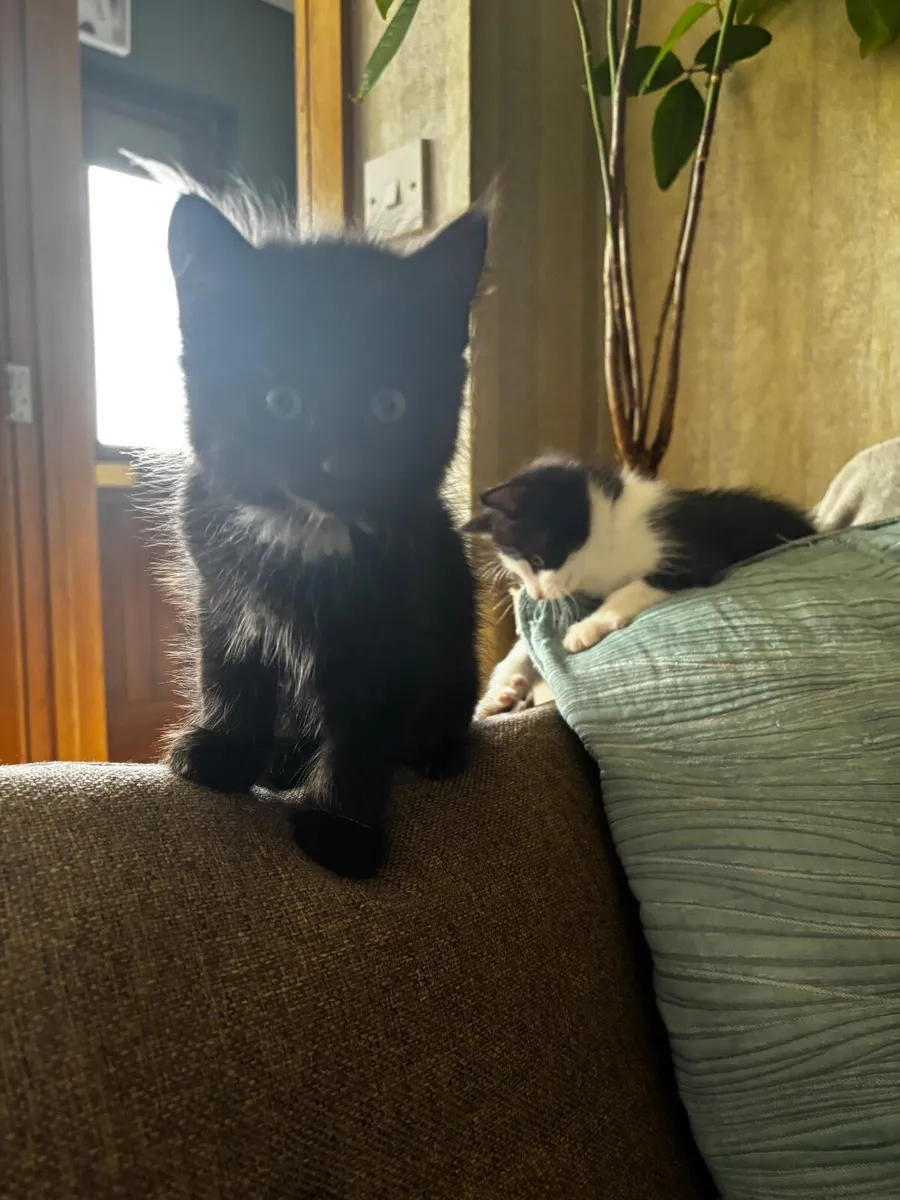 Kitten - Image 2