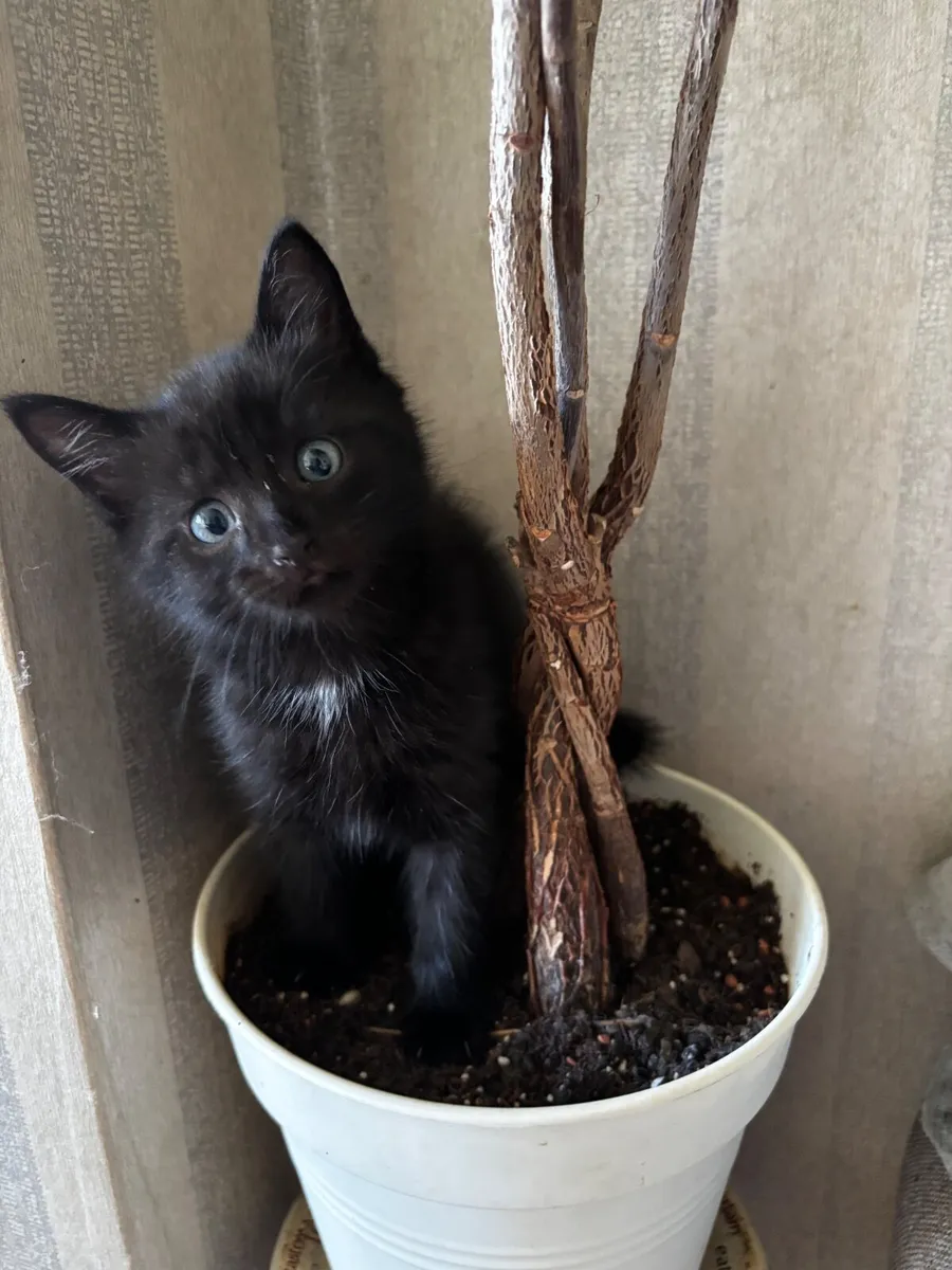 Kitten - Image 3