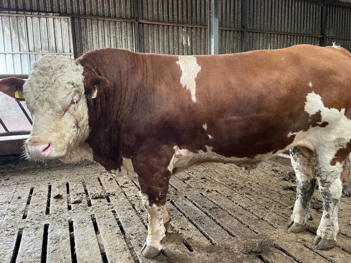 PBR Simmental Bull - Image 2