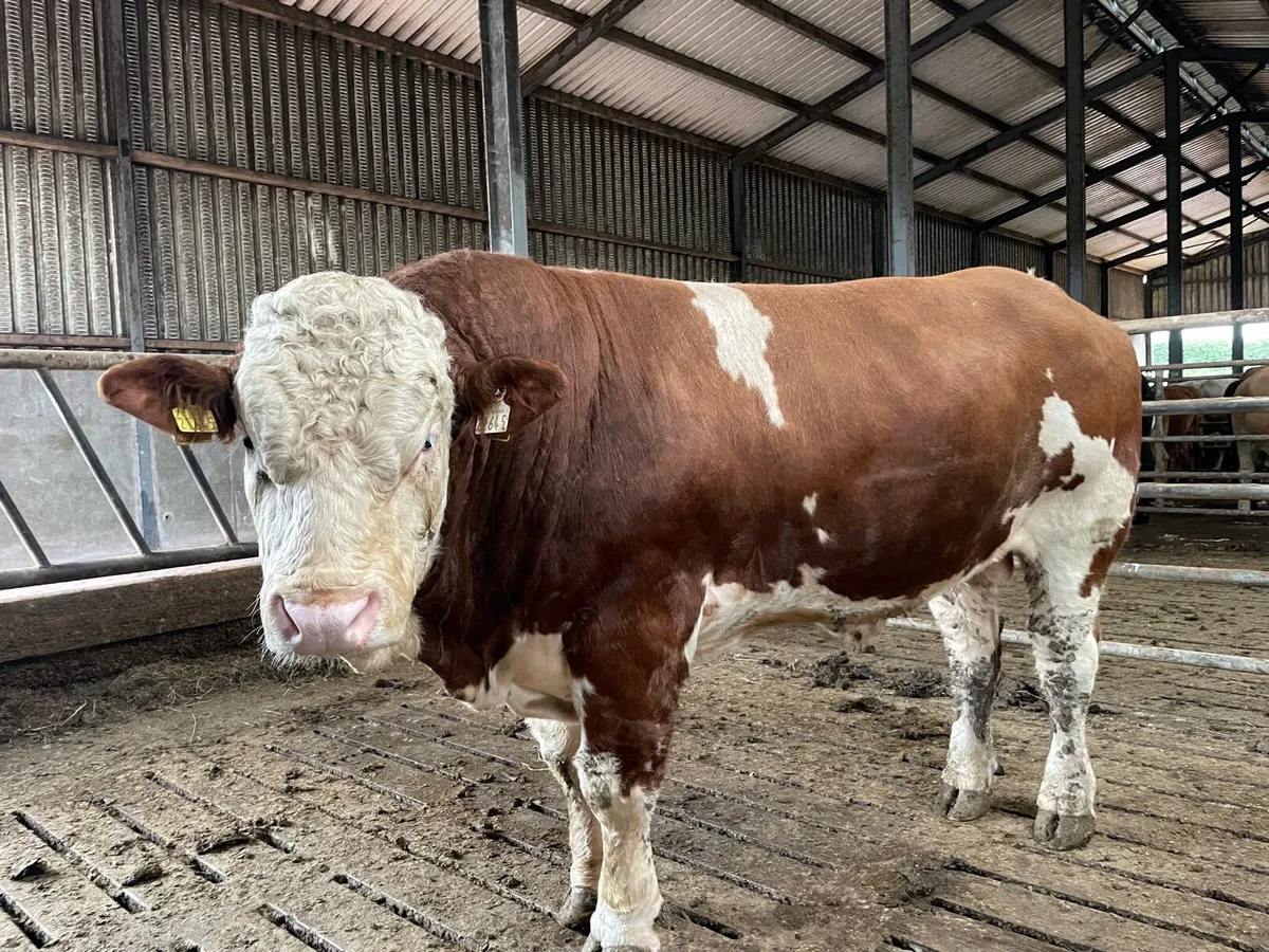 PBR Simmental Bull - Image 3