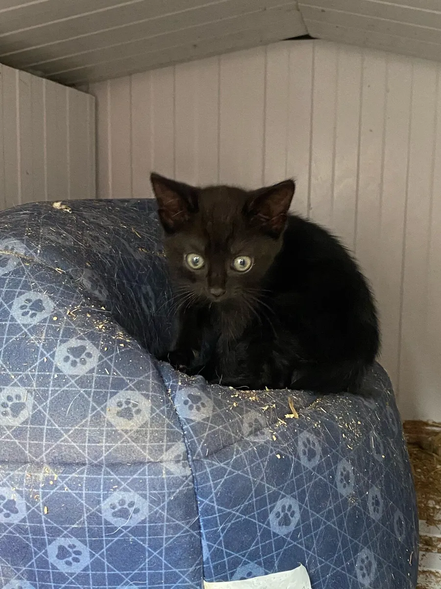 Kitten - Image 1