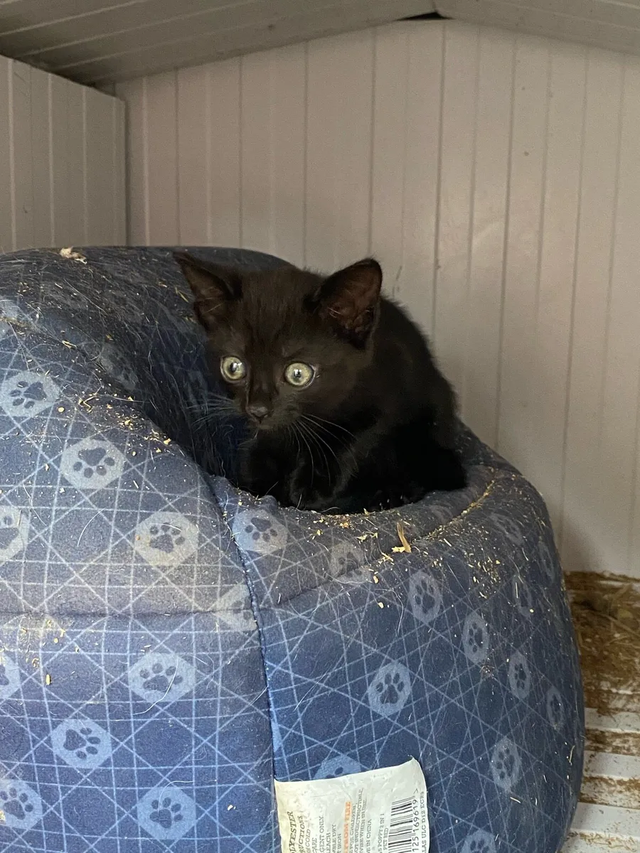 Kitten - Image 2