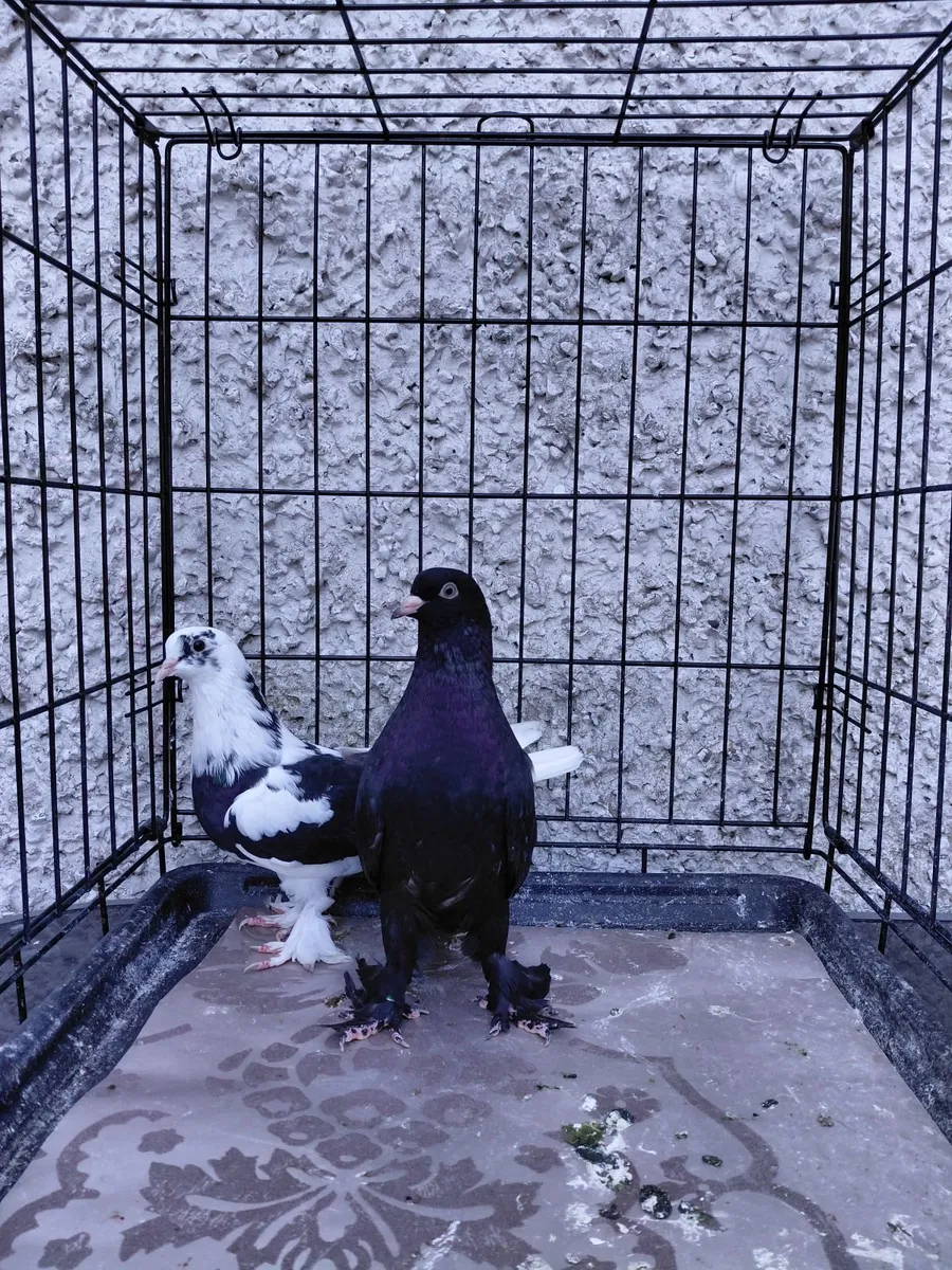 Pigeons - Image 1