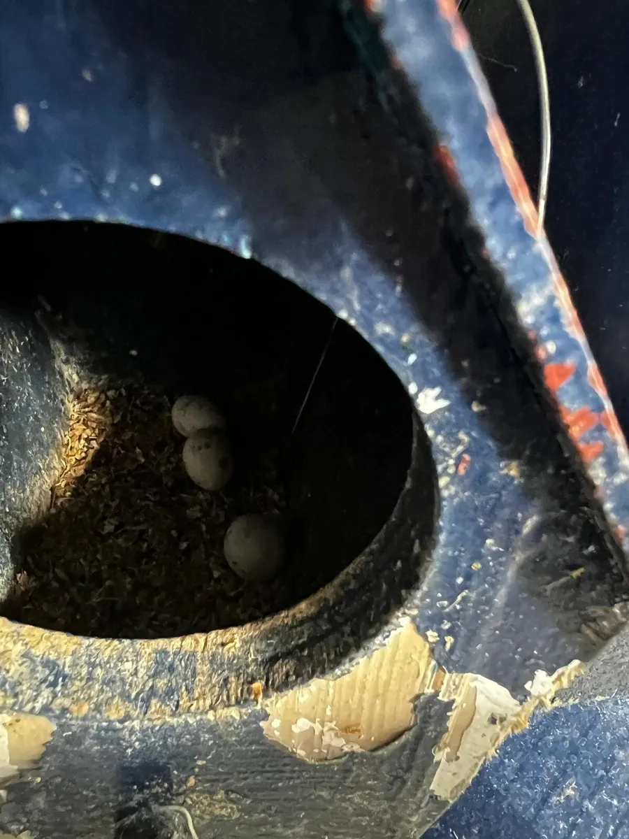 2 pairs lovebirds lay eggs with box - Image 3