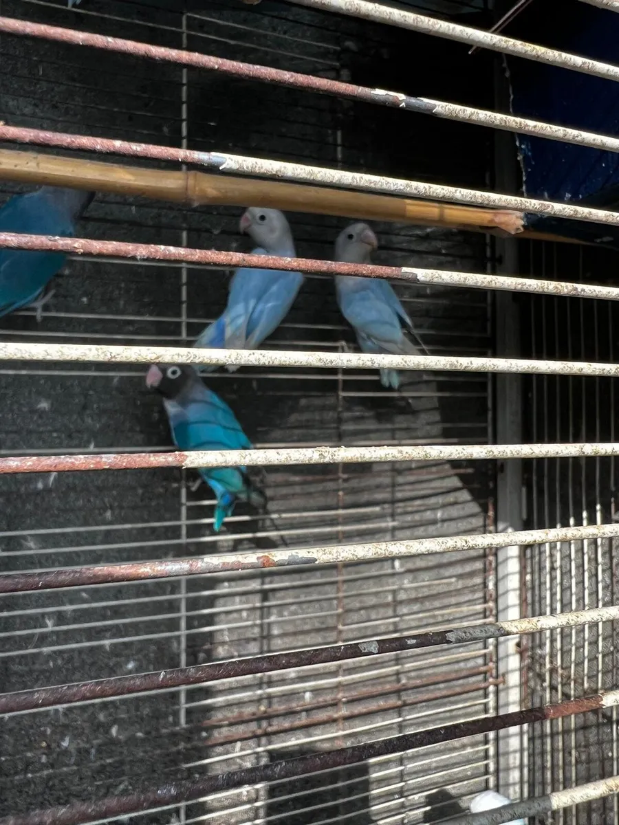 2 pairs lovebirds lay eggs with box - Image 4