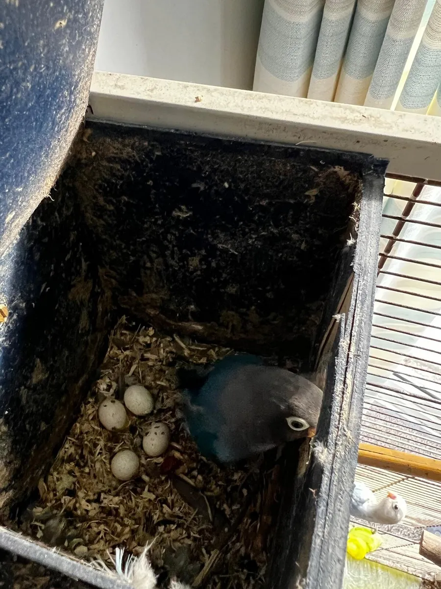 2 pairs lovebirds lay eggs with box - Image 1