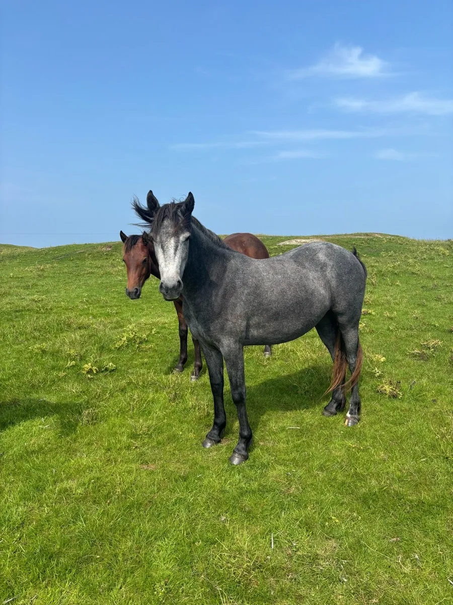 Connemara filly - Image 2