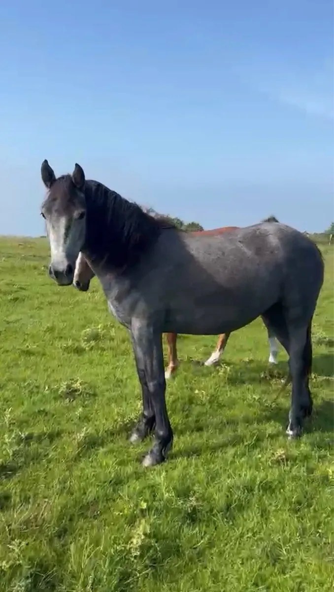 Connemara filly - Image 3