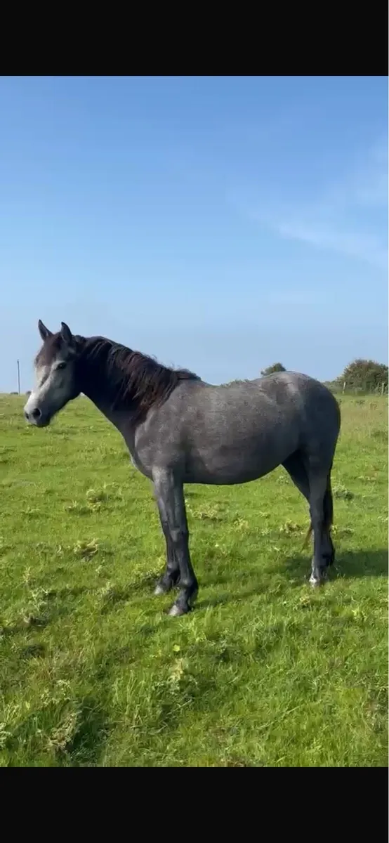 Connemara filly - Image 4