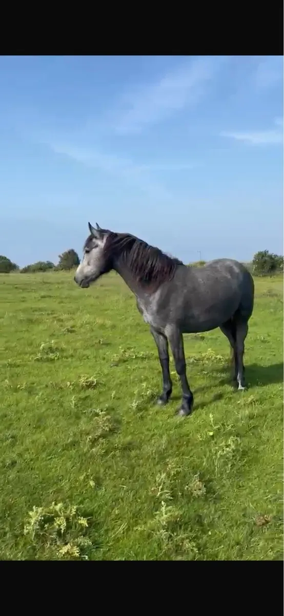Connemara filly - Image 1