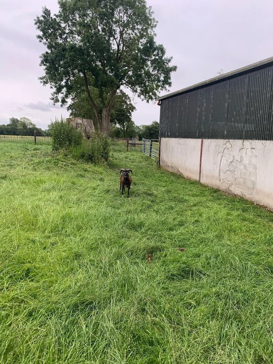 Soay hogget ram