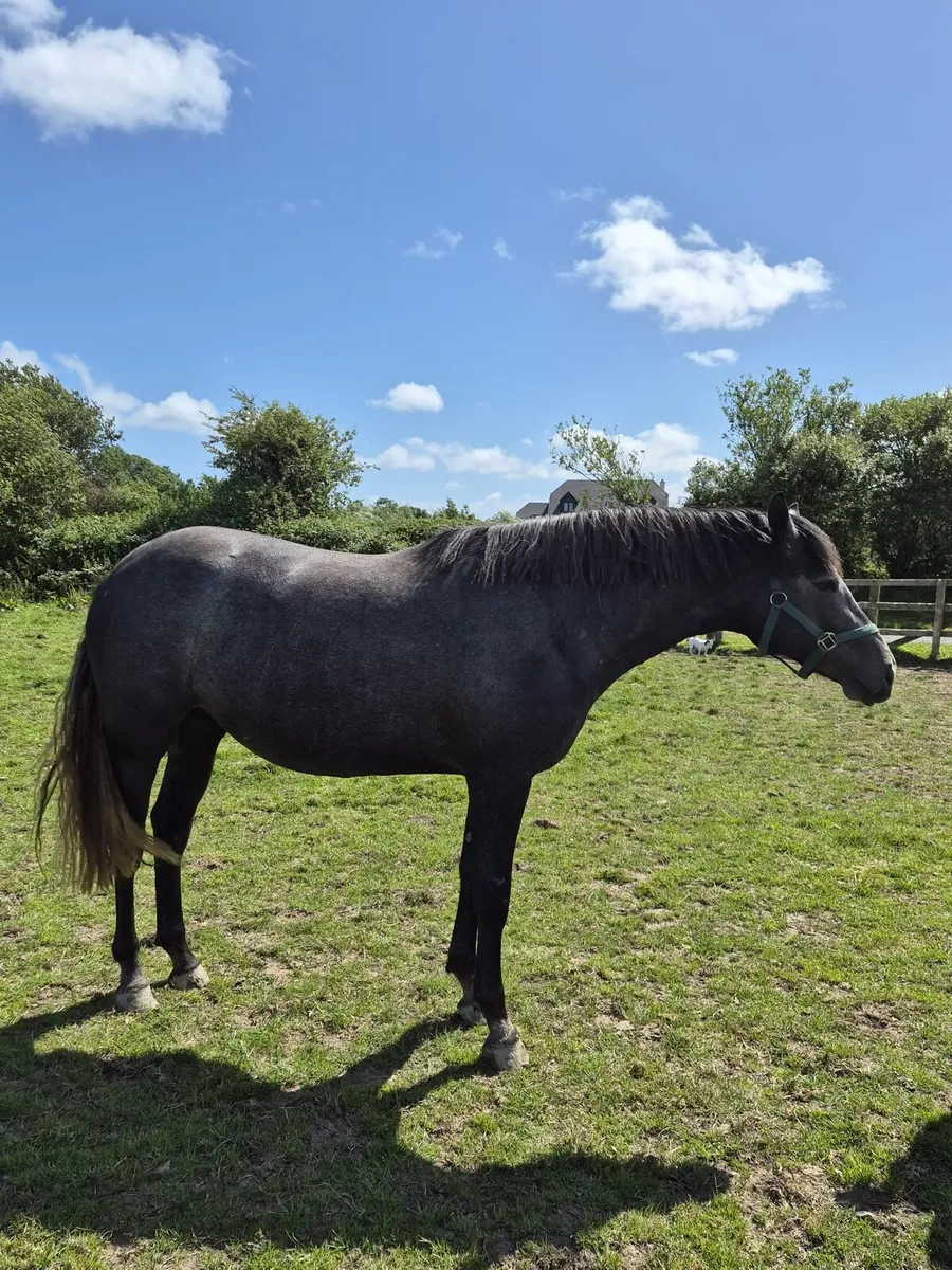 Beautiful Connamara X Filly - Image 2