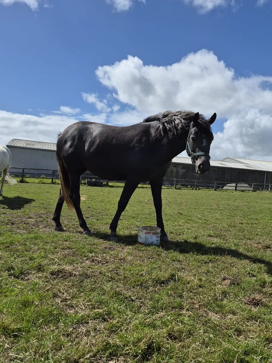 Beautiful Connamara X Filly - Image 3