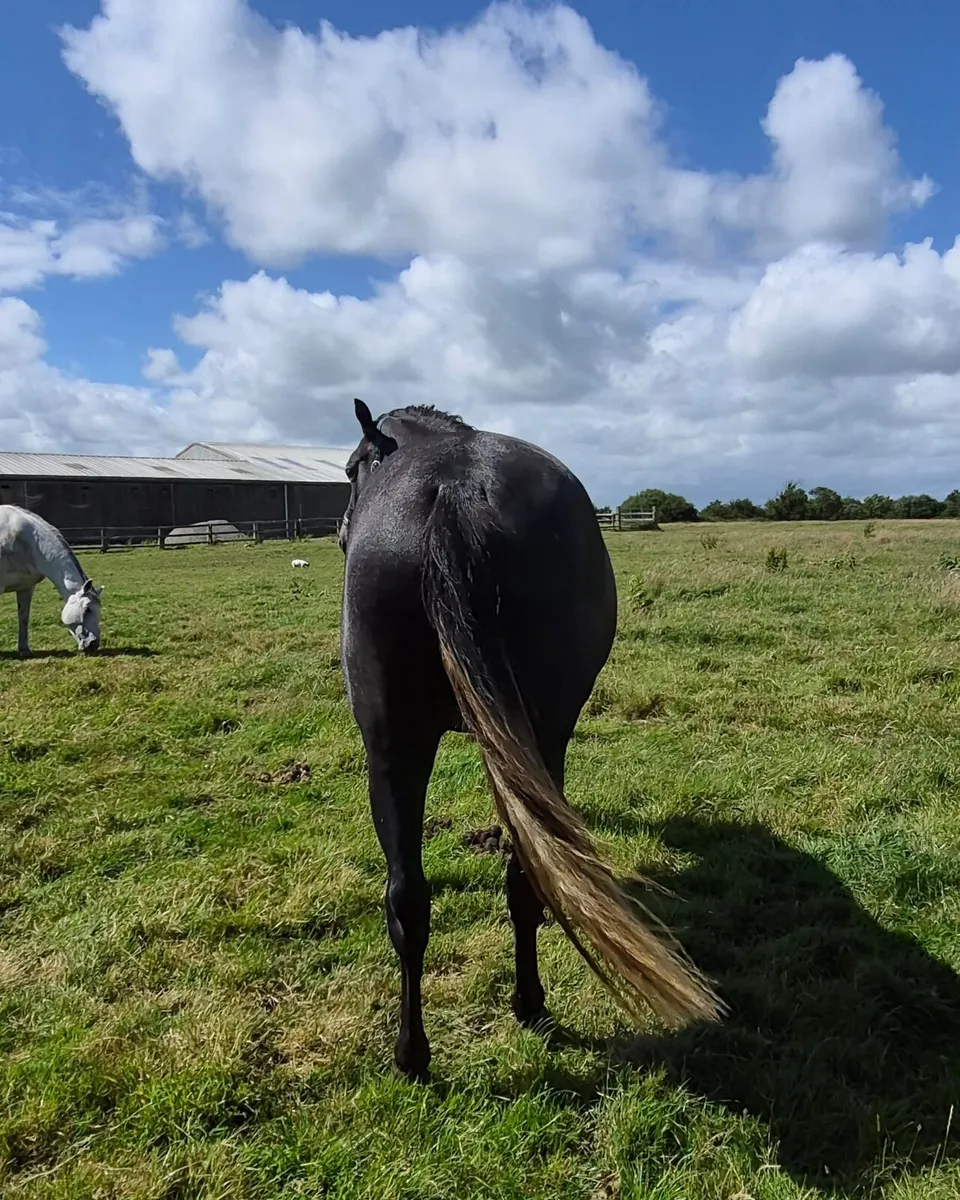 Beautiful Connamara X Filly - Image 4