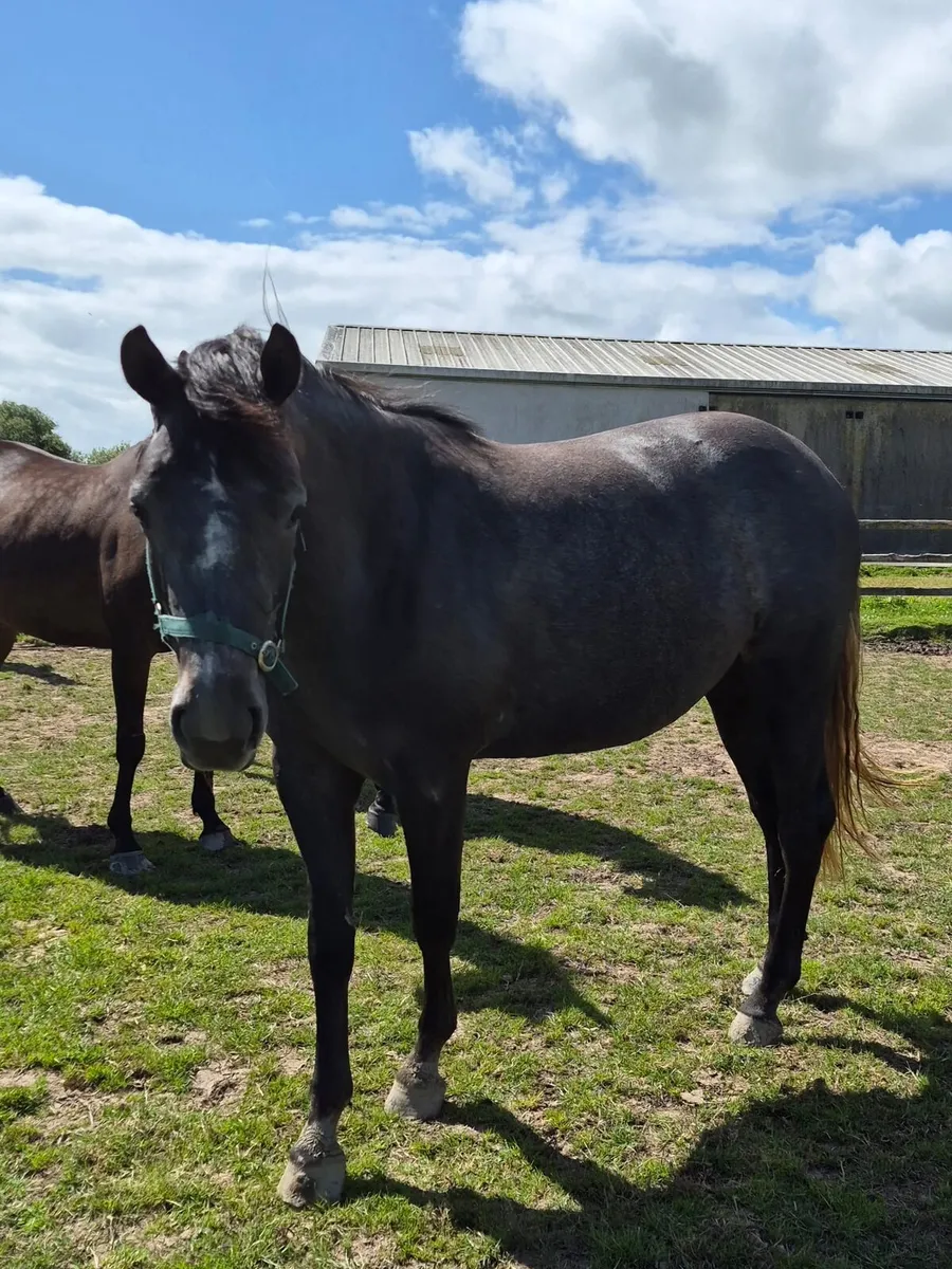 Beautiful Connamara X Filly - Image 1