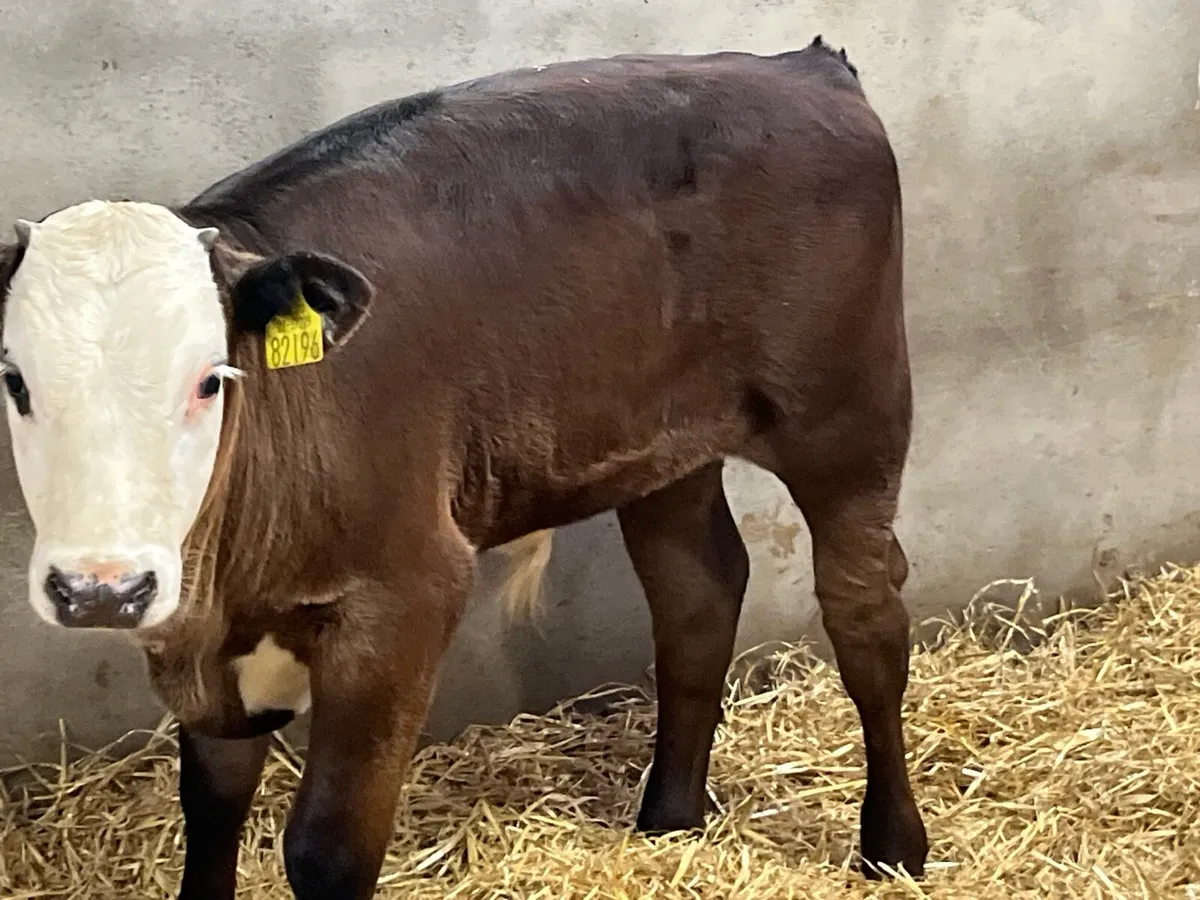 6 Smashing Continental Bull Runners - Image 2