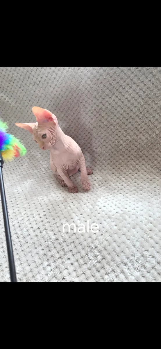 Sphynx - Image 4