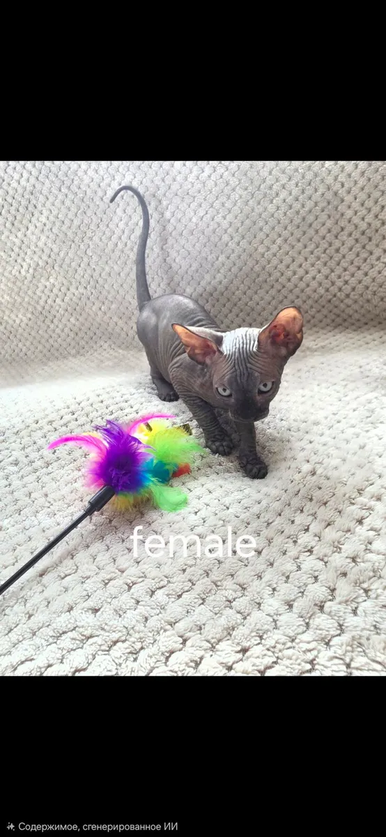 Sphynx - Image 1