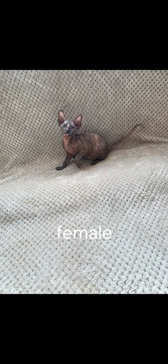 Sphynx - Image 3