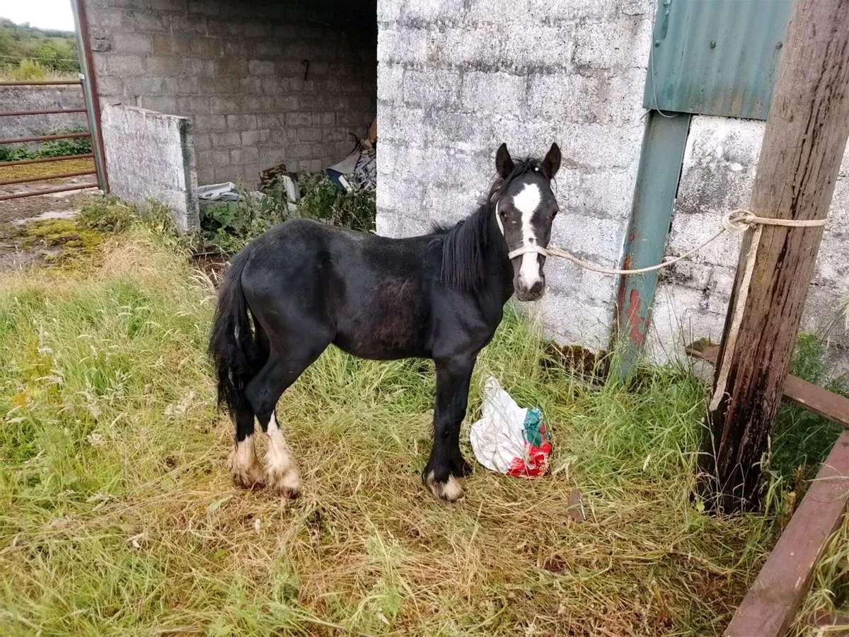 Filly - Image 2