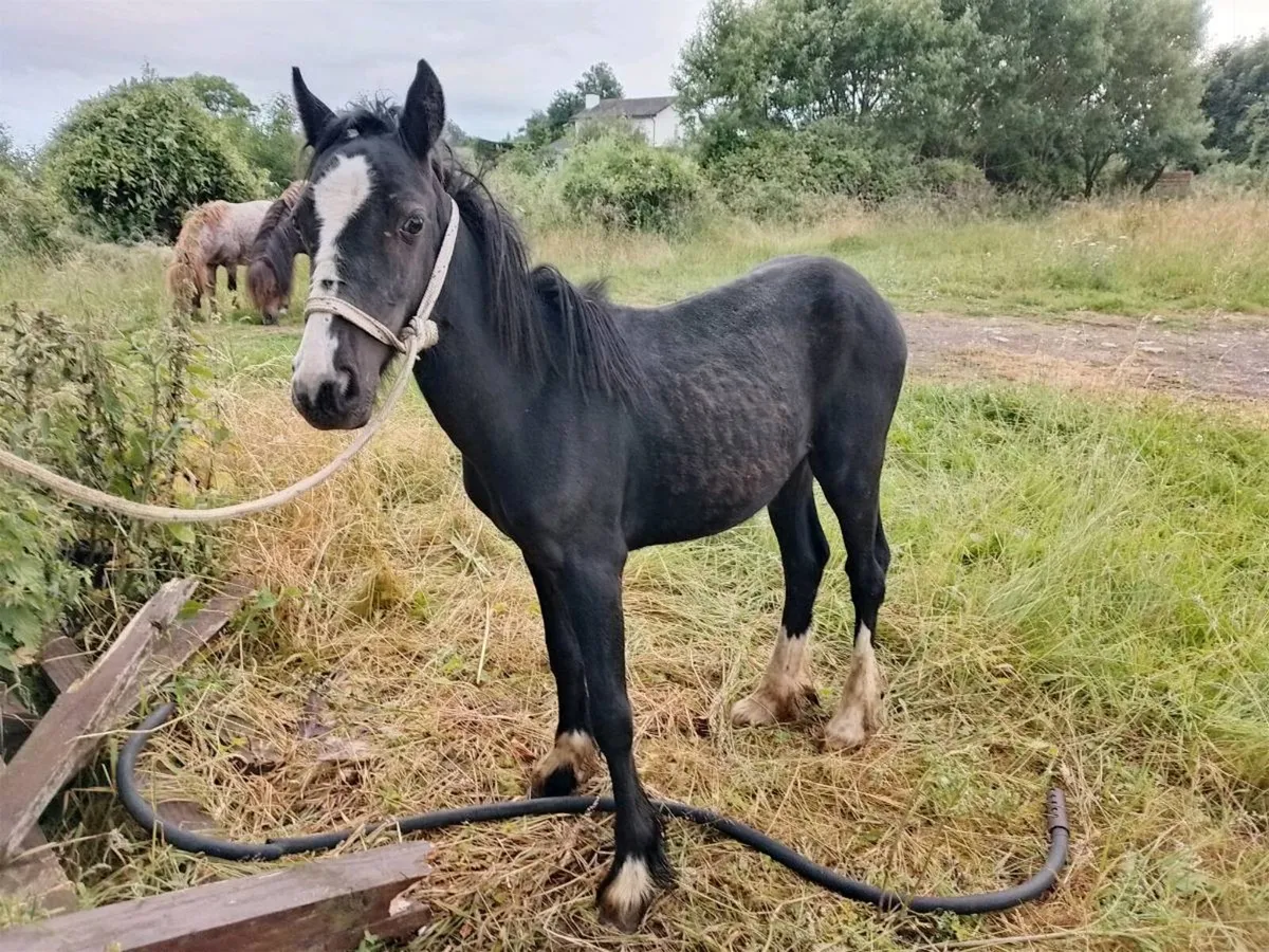 Filly - Image 3
