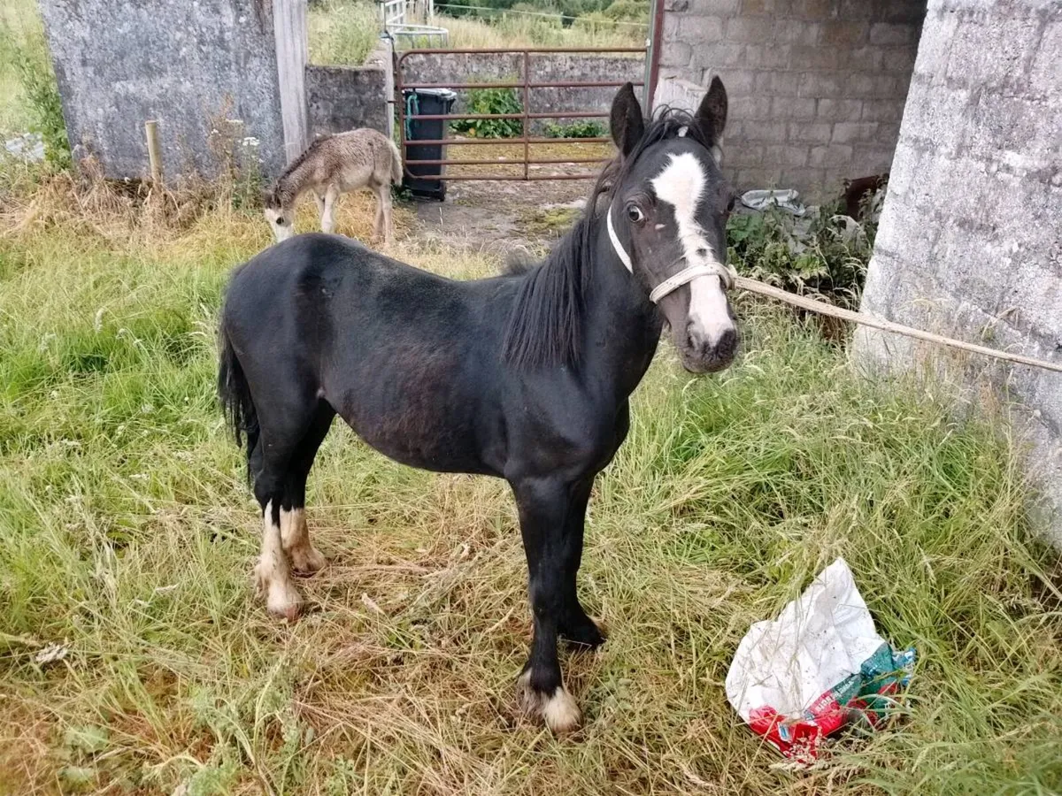 Filly - Image 4