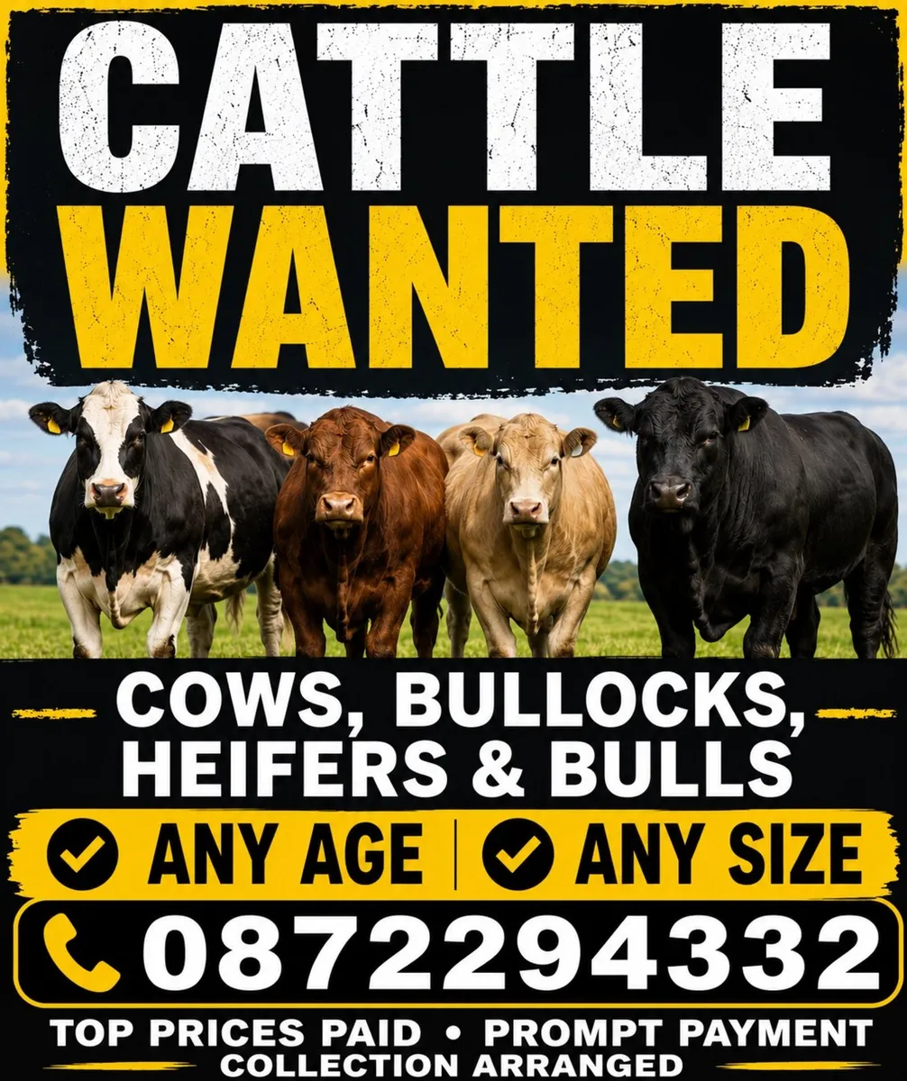 Cows , bullocks , bulls , heifers