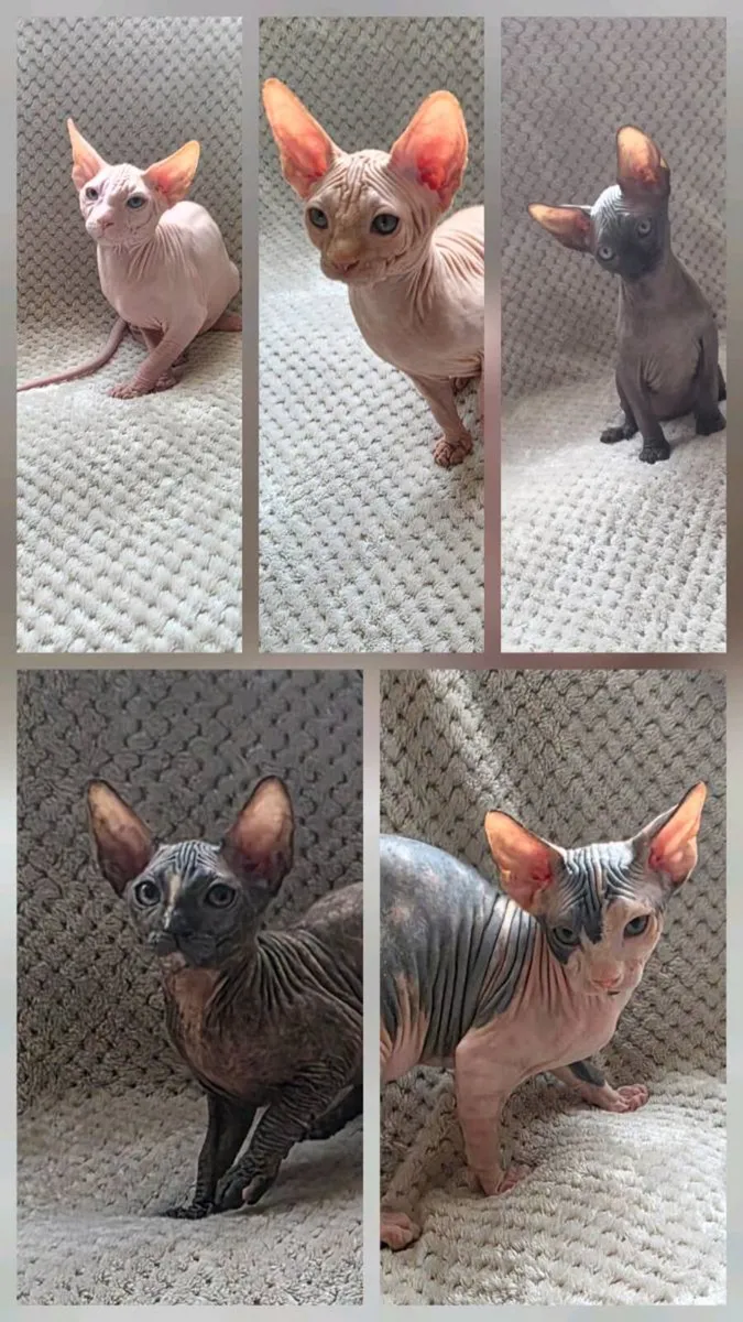 Sphynx - Image 2