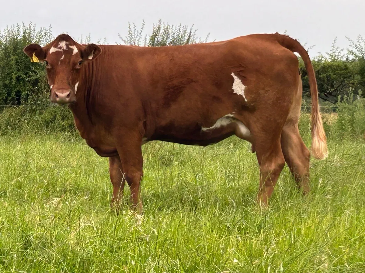 super first calved heifer - Image 3