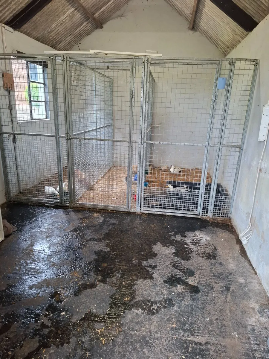 3 x Dog Pens - 10ft wide by 8ft deep by 6ft high