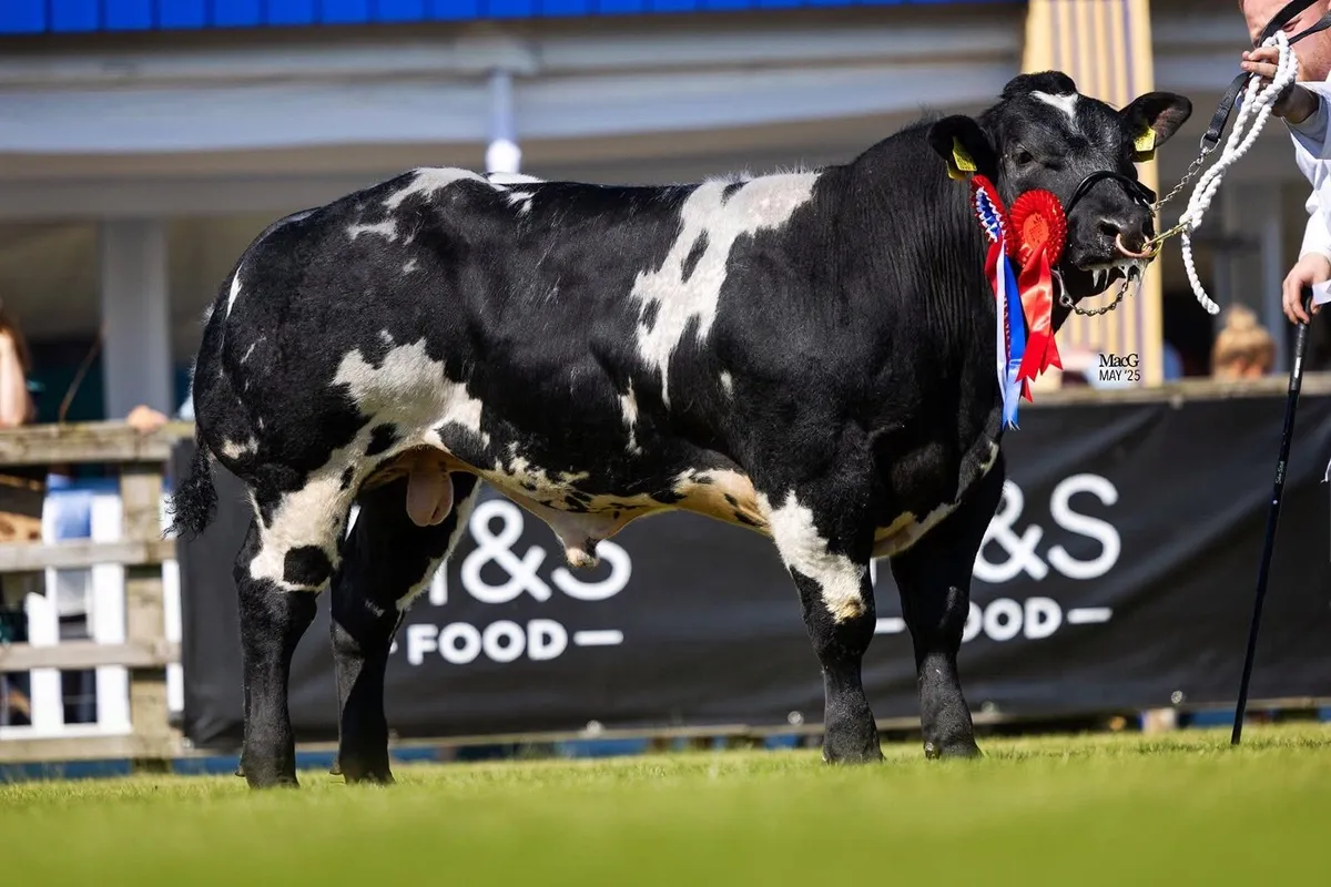 Blue Bulls - Image 3