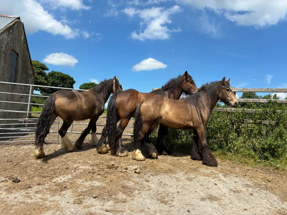 Top Class 3 Year Old Geldings - Image 2