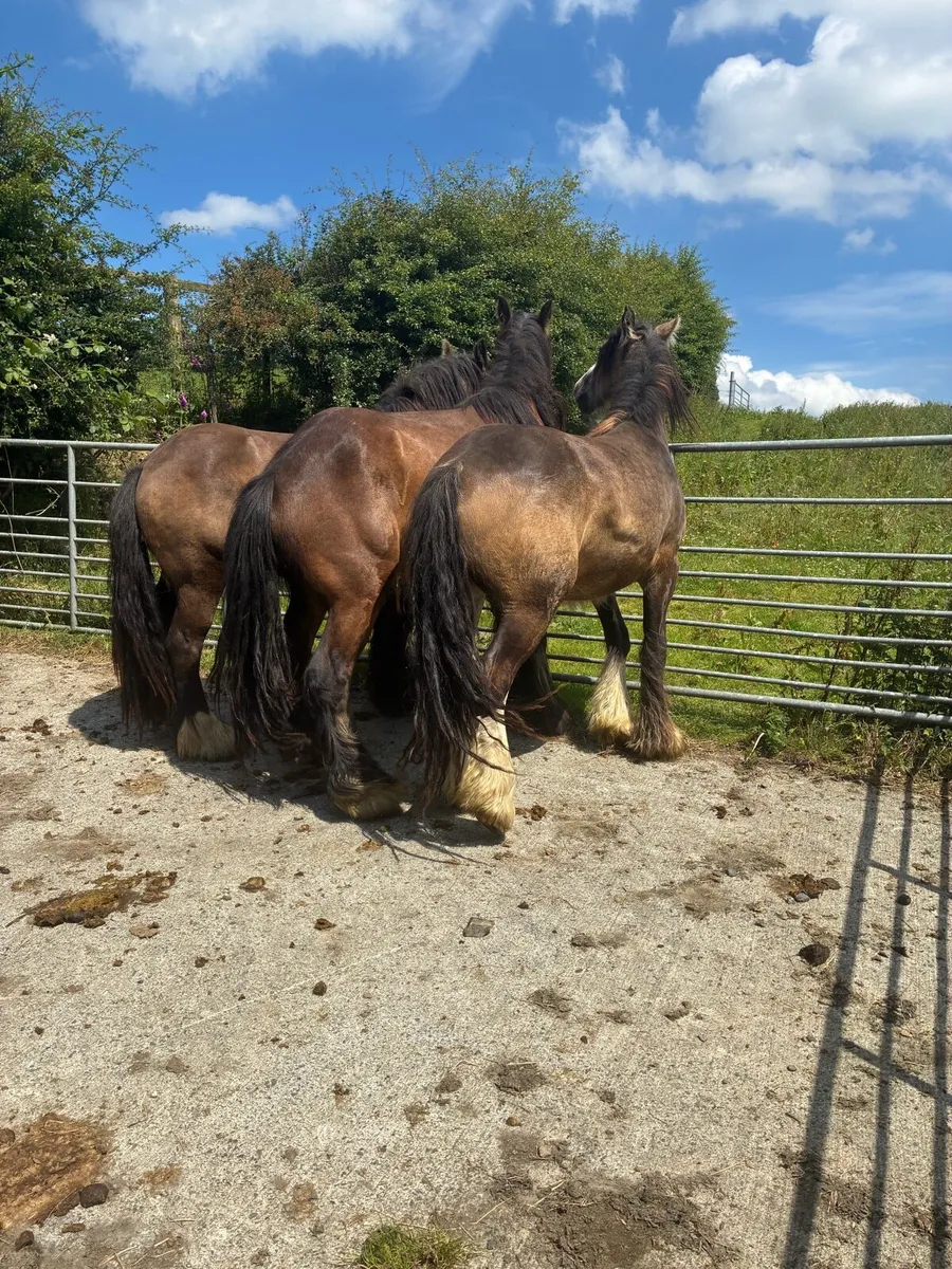Top Class 3 Year Old Geldings - Image 3