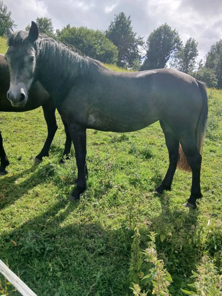 Ponies - Image 2