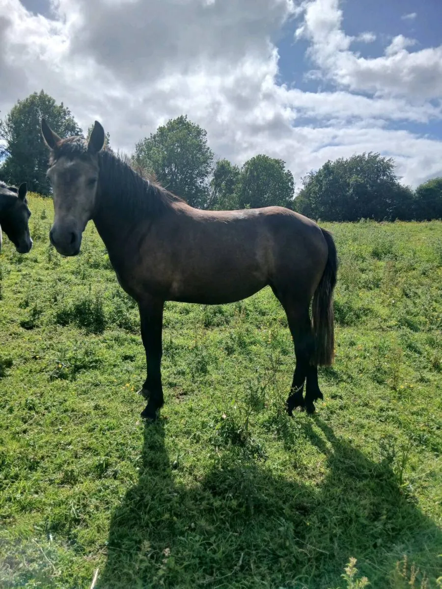 Ponies - Image 1