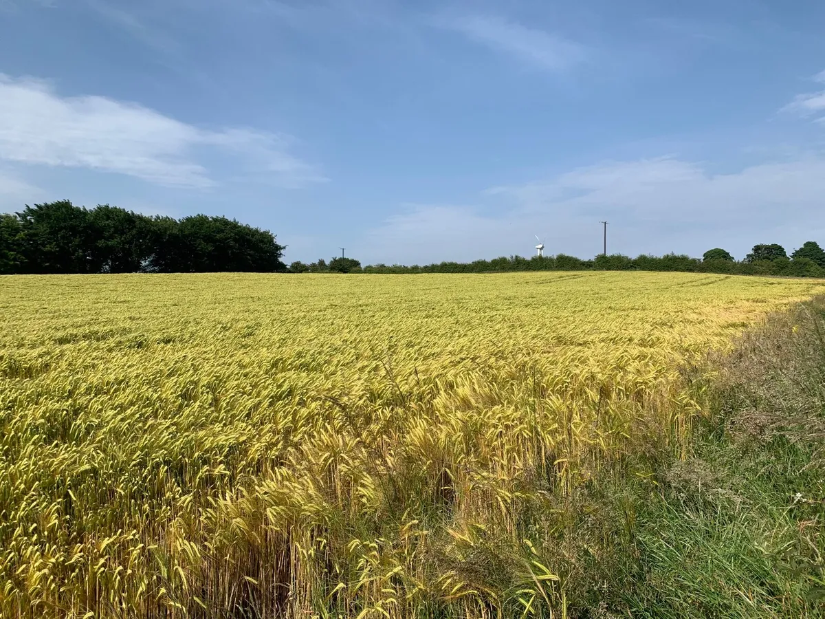 Barley - Image 1