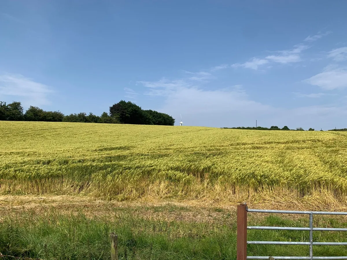 Barley - Image 2