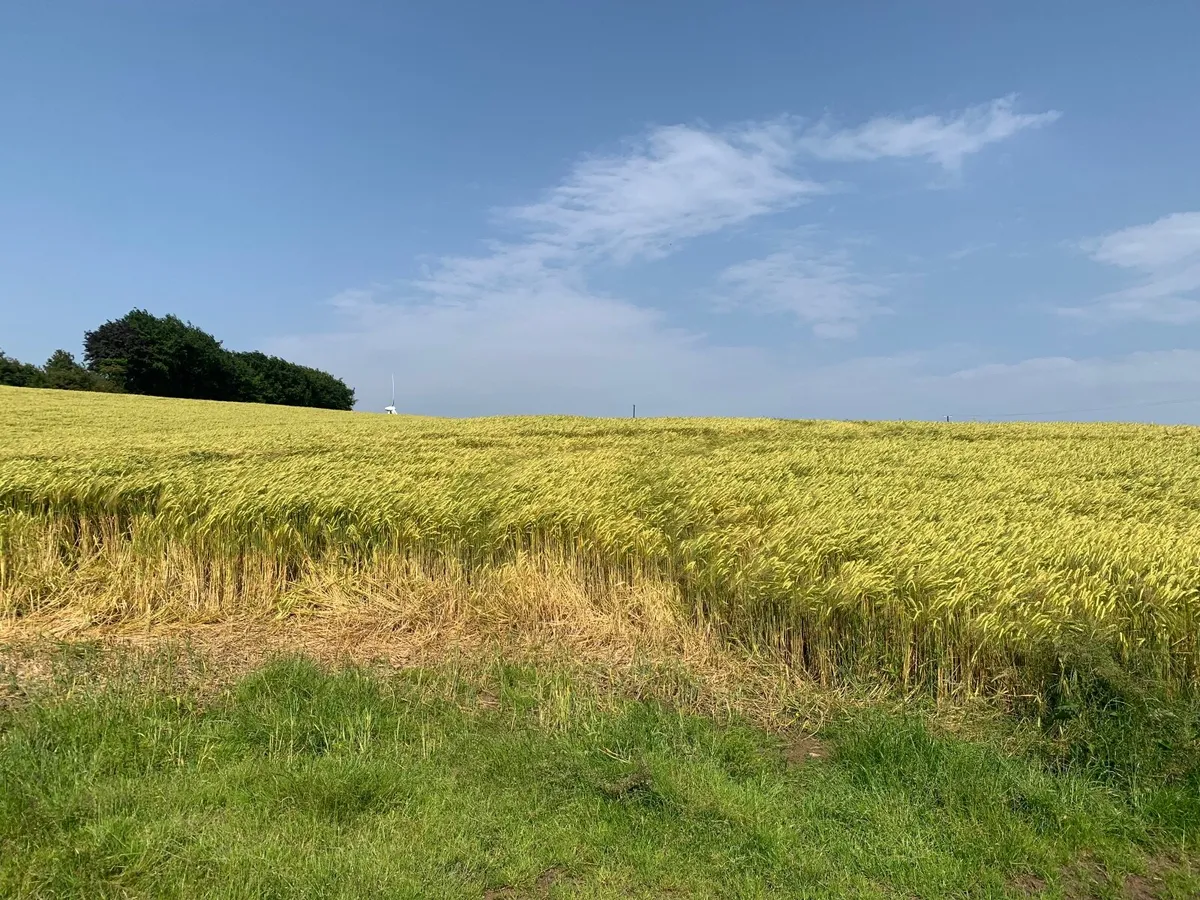 Barley - Image 3