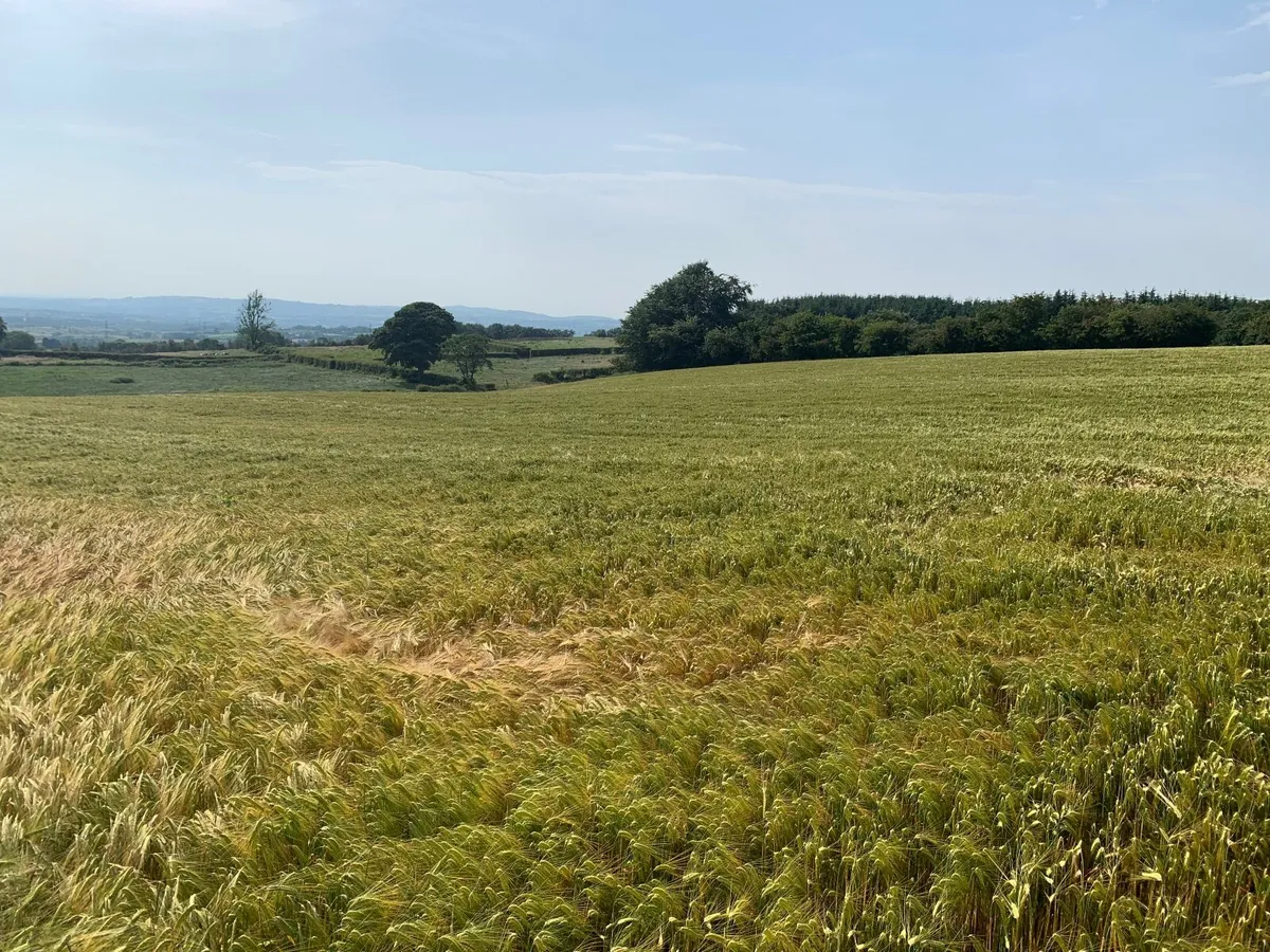 Barley - Image 4