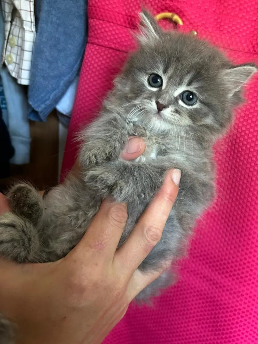 Purebred Siberian Kitten Girl - Image 1