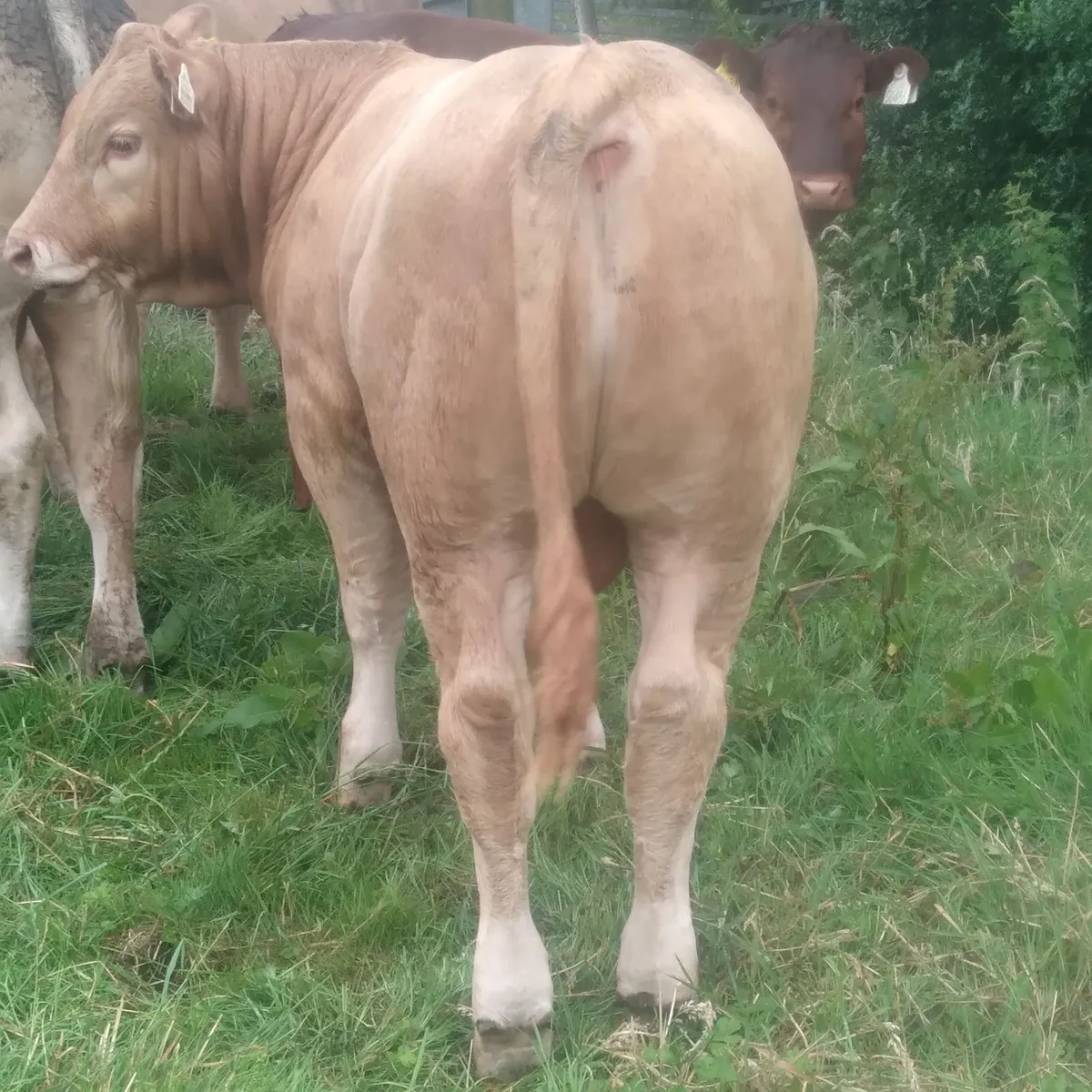 Eby calf - Image 2