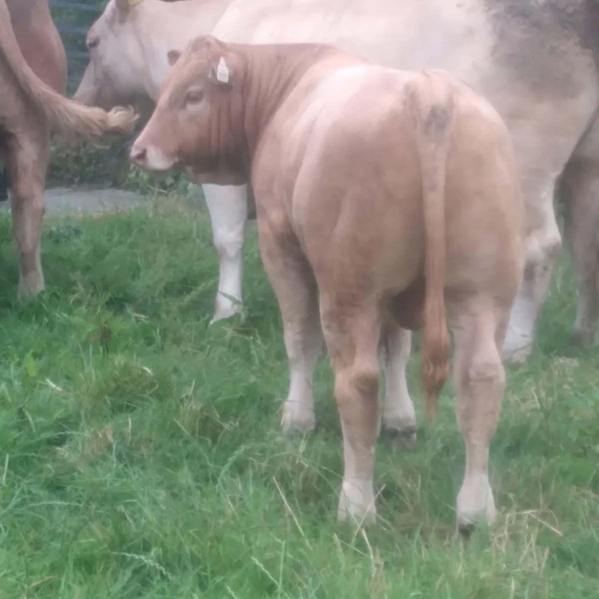 Eby calf - Image 3