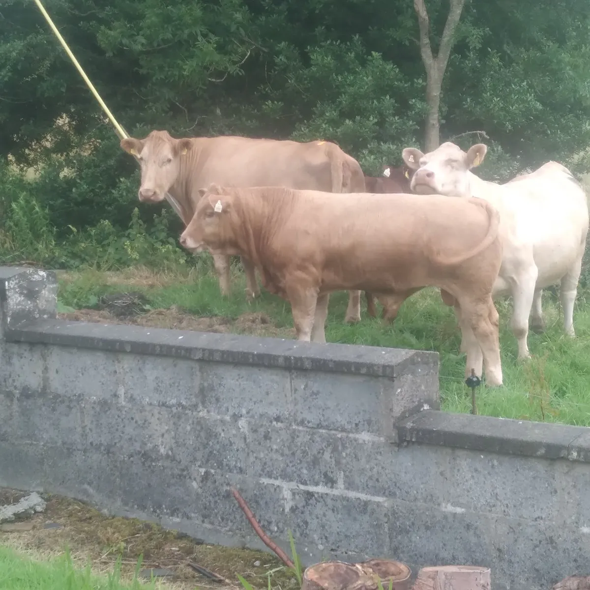 Eby calf - Image 4