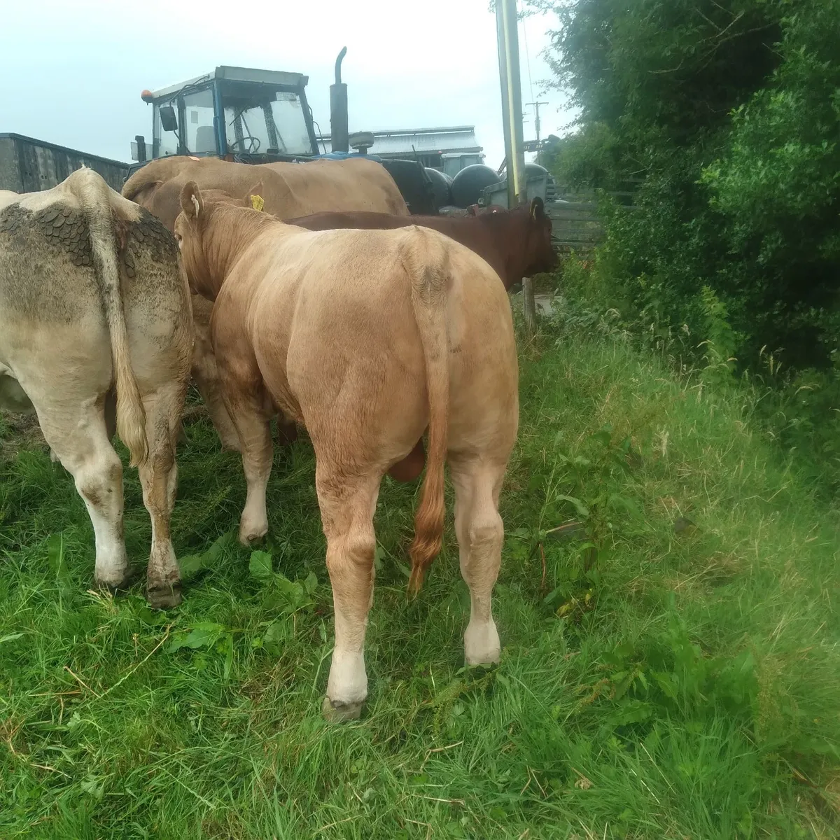 Eby calf - Image 1
