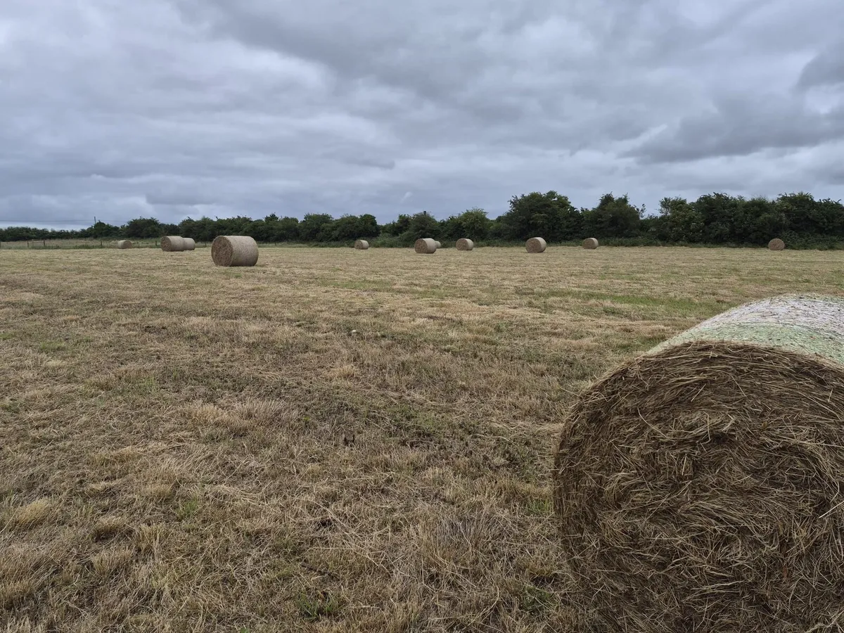 Hay - 71 bales - Image 1