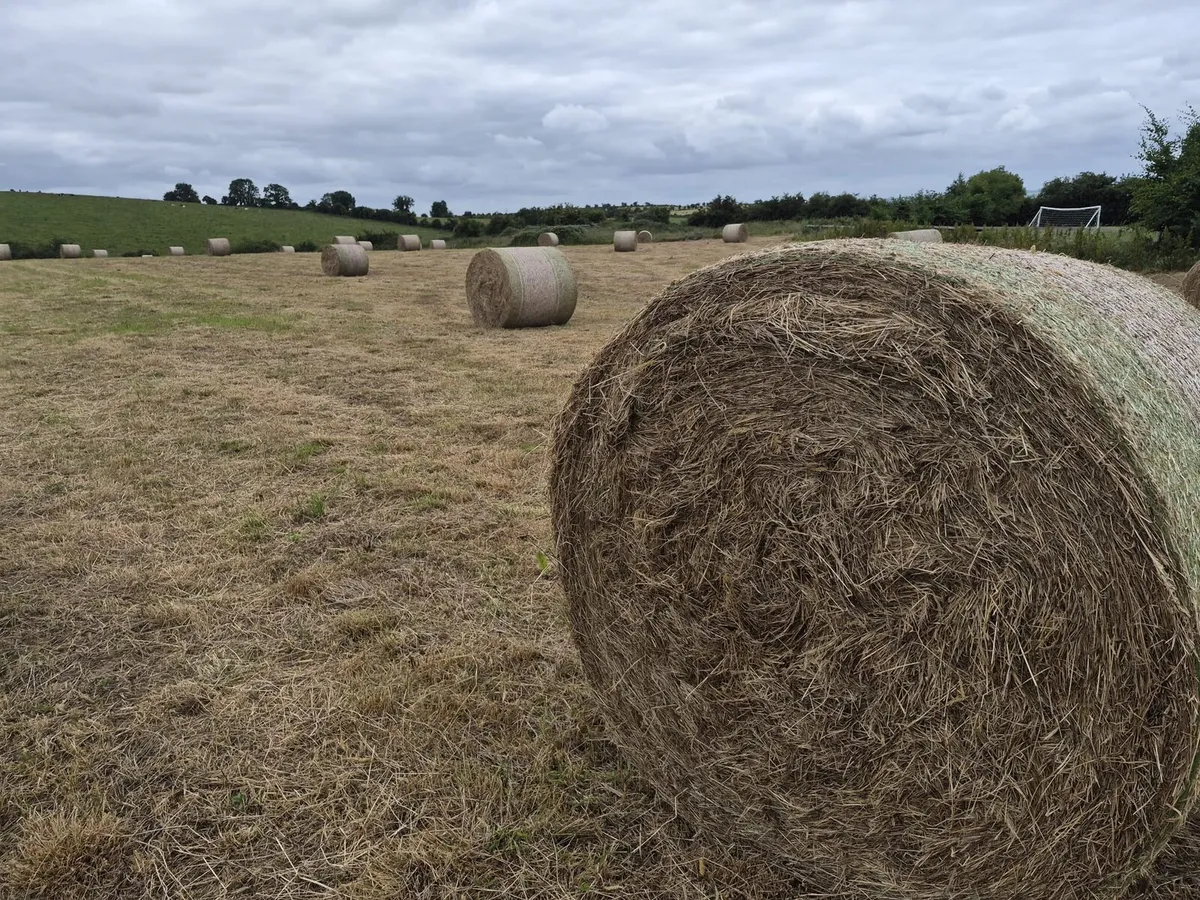 Hay - 71 bales - Image 3
