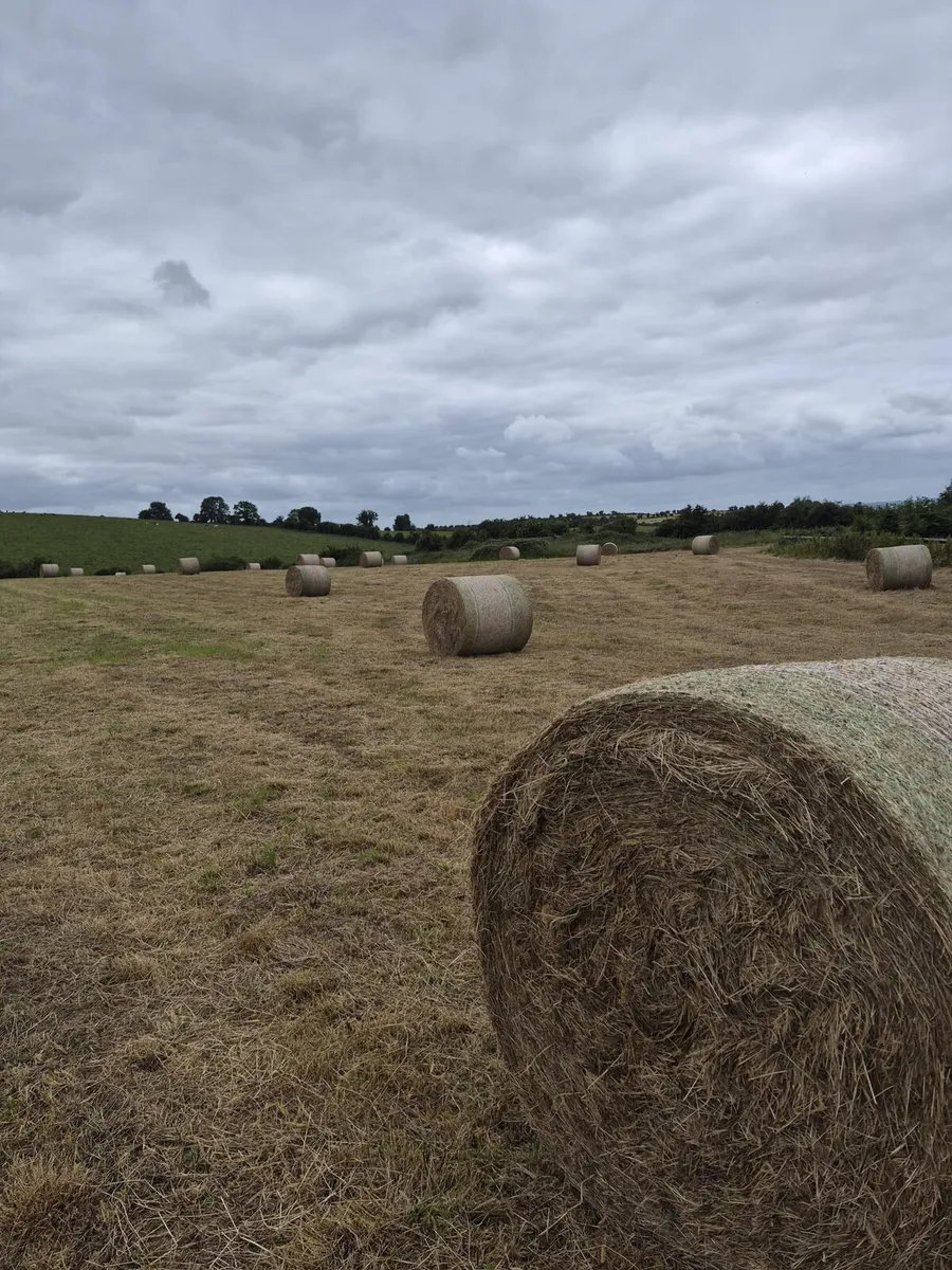 Hay - 71 bales - Image 4