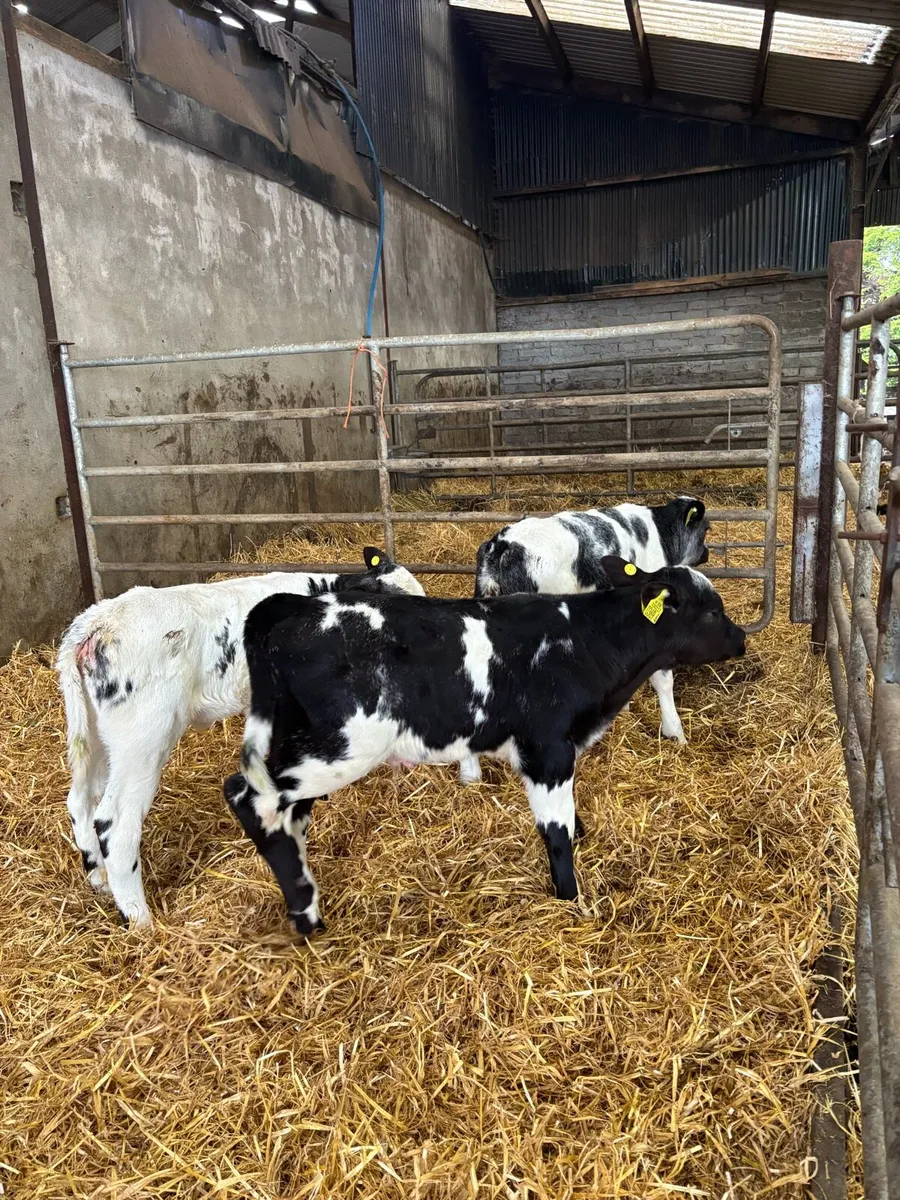 Belgium Blue Calves on milk. - Image 1