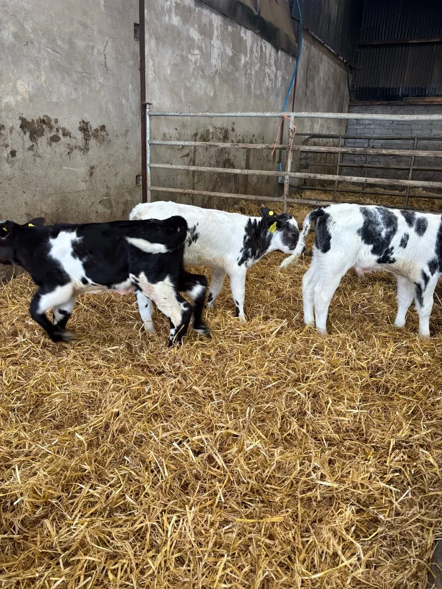 Belgium Blue Calves on milk. - Image 2
