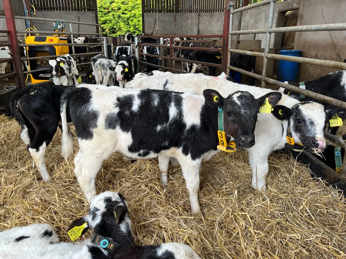 Belgium Blue Calves on milk. - Image 3